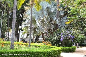 249- Malaga paseo de Espana